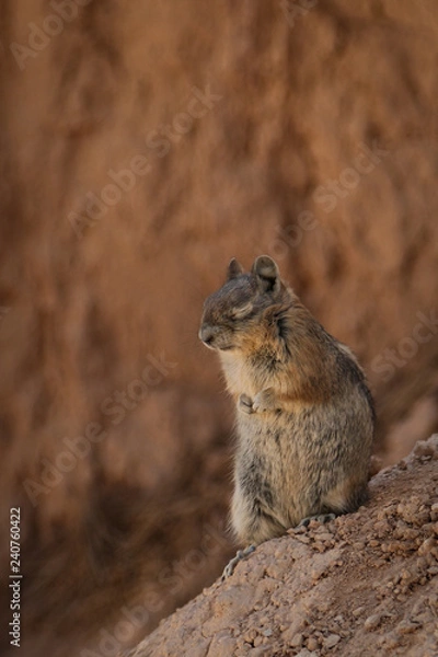 Fototapeta squirrel