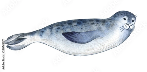 Fototapeta Watercolor illustration. A gray seal and fish. Splashes sketch of wild ocean north animals