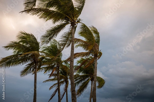Fototapeta Dark, stormy view of ominous clouds encroaching on palm trees blowing in the wind