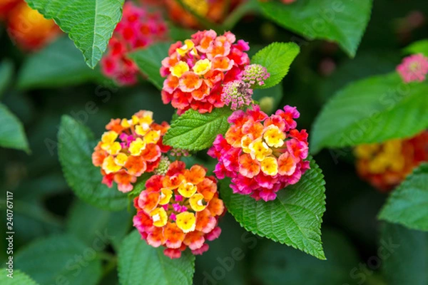 Obraz Pink and yellow lantana flowers at sunse