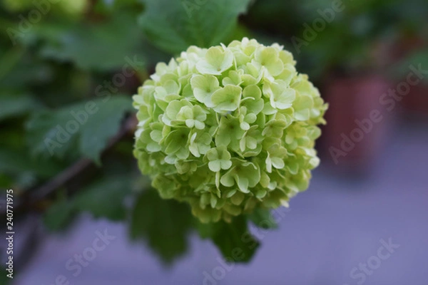 Obraz Beautiful flower, close up