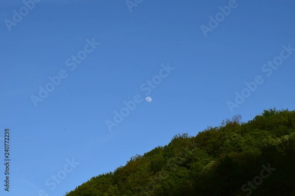 Obraz Moon and a forest, on daylight