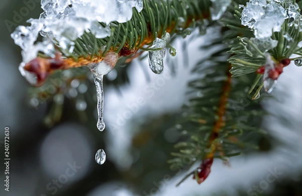Fototapeta сосулька на еловой ветке во время оттепели