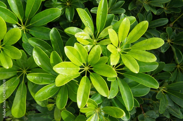 Fototapeta Schefflera arboricola zielone liście roślin tło