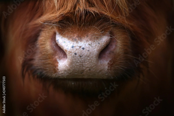 Obraz Aberdeen Angus Cow 