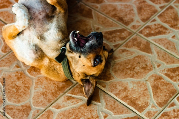 Obraz a dog on the ground