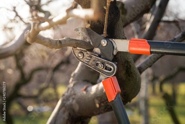 Obraz pruning fruit trees with pruning shears