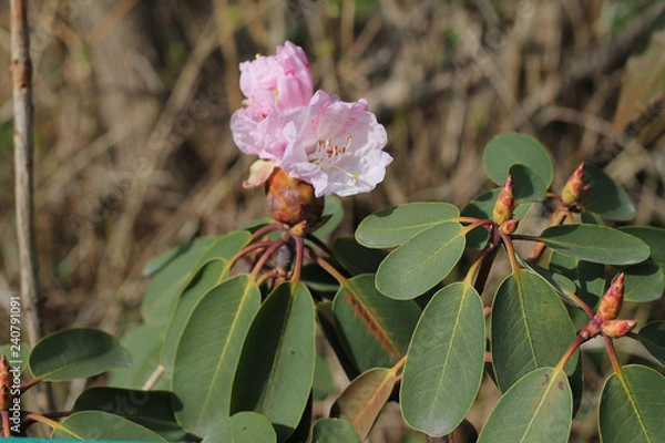 Fototapeta pink flower