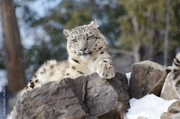 Obraz Léopard des neiges