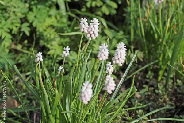 Fototapeta flower in grass