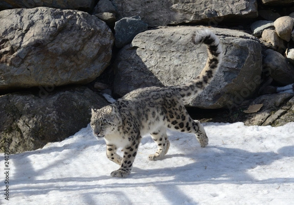 Obraz Léopard des neiges