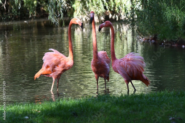 Obraz Flamant rose trio