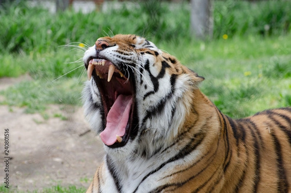 Obraz Tigre - gueule ouverte