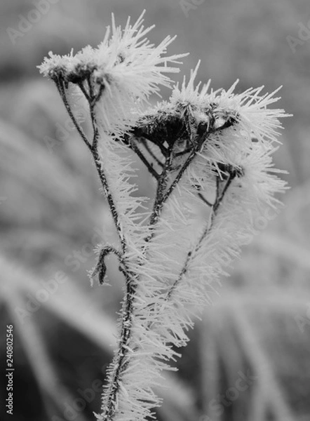 Obraz eisige Schönheit 011