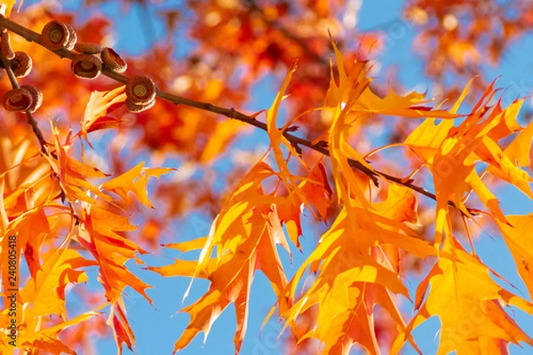 Fototapeta Quercus rubra L., Red Oak in Autumn on the Sky Background