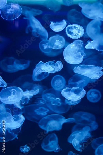 Fototapeta Beautiful jellyfish, medusa in the neon light with the fishes. Underwater life in ocean jellyfish. exciting and cosmic sight