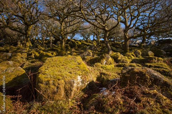 Obraz Wistman's wood, Dartmoor, UK