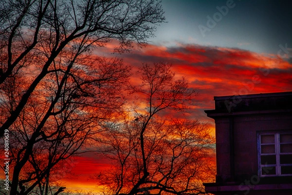 Obraz Red sunset bare trees