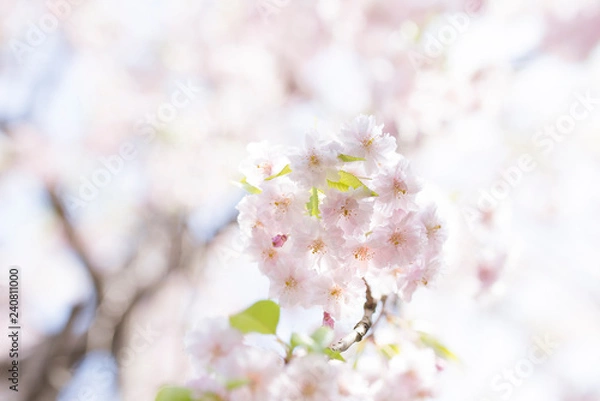 Fototapeta 八重桜