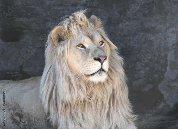Obraz Lion blanc