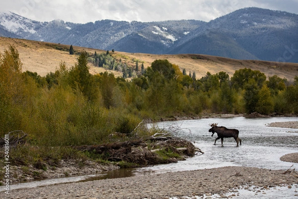Fototapeta Moose crossing a river