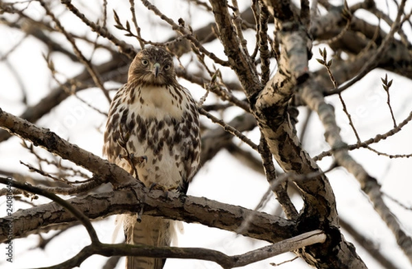 Obraz Red tailed hawk perched. 
