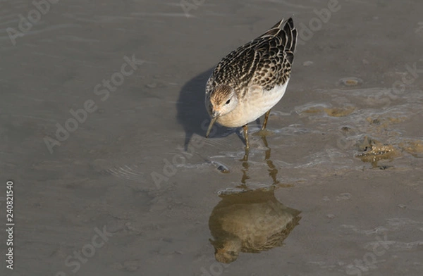 Fototapeta A Ruff (reeve) (Philomachus pugnax) searching for food along the coastline, with its reflection showing in the water.
