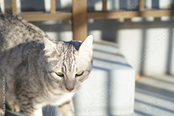 Fototapeta エジプシャンマウ