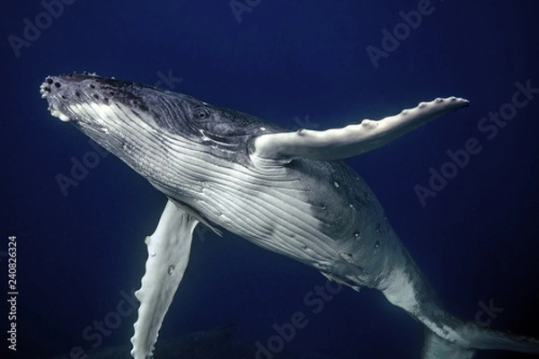 Obraz Humpback baby