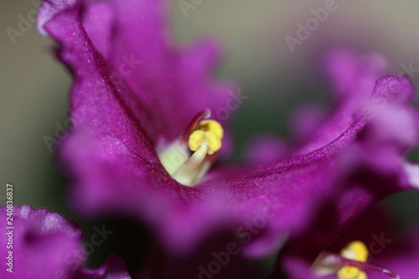 Fototapeta macro composition with violets and chrysanthemums