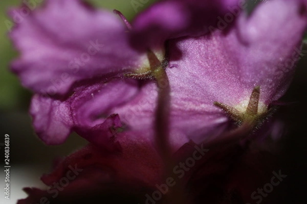 Fototapeta macro composition with violets and chrysanthemums