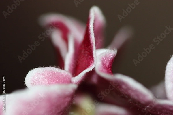 Fototapeta macro composition with violets and chrysanthemums