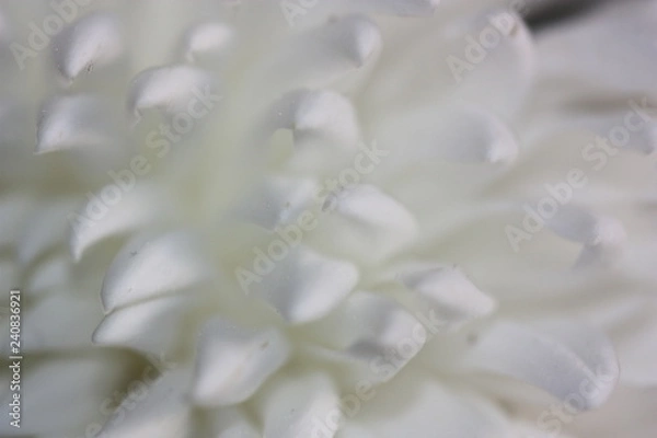 Fototapeta macro composition with violets and chrysanthemums