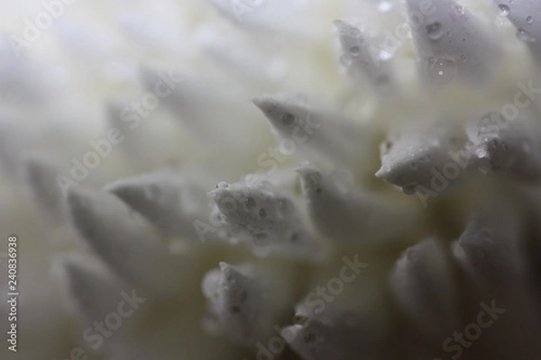 Fototapeta macro composition with violets and chrysanthemums