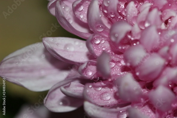 Fototapeta macro composition with violets and chrysanthemums