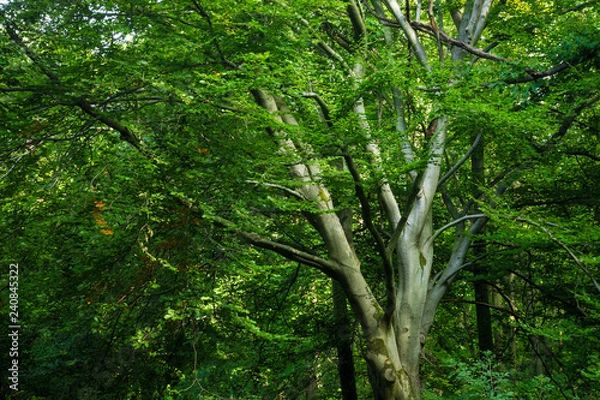 Fototapeta Buchenkrone