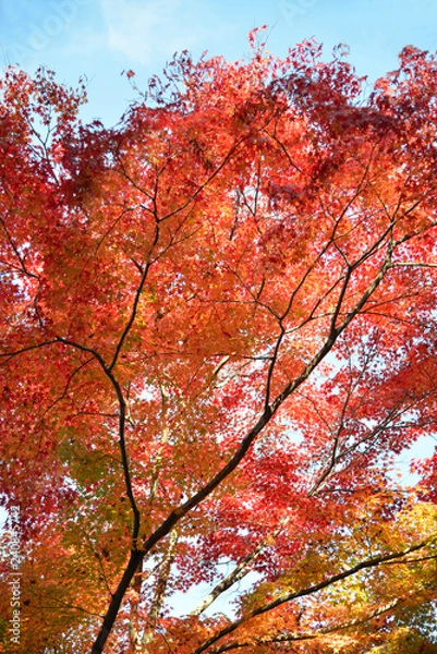 Fototapeta 紅葉のカーテン