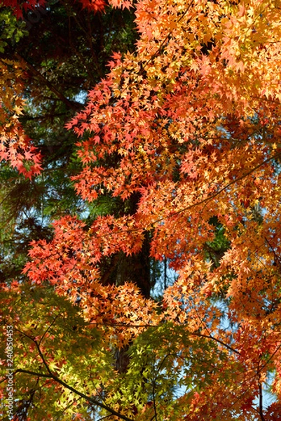 Fototapeta 森の秋