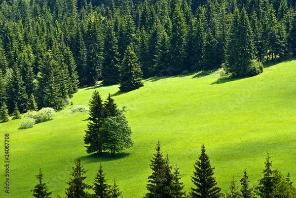 Obraz Meadow in forrest