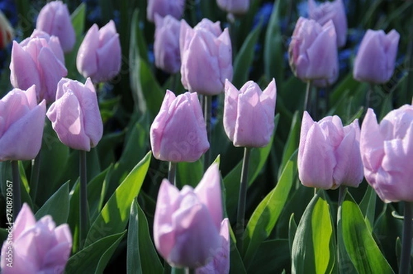 Fototapeta Field of tulips in the Netherlands