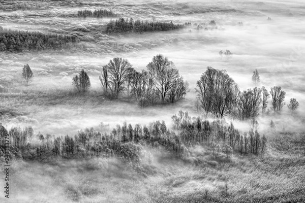 Fototapeta Paesaggio in bianco e nero sulla foresta con nebbia