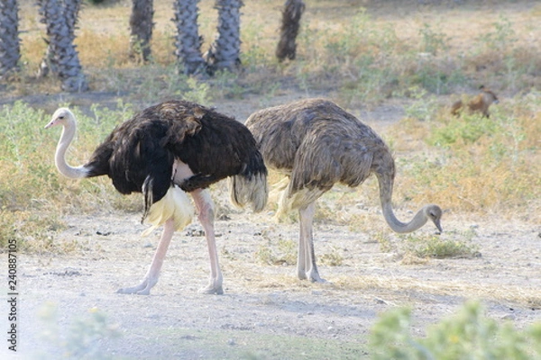 Obraz Autruche