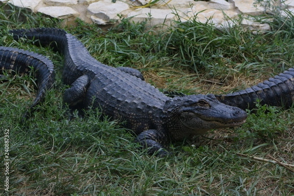 Obraz alligator