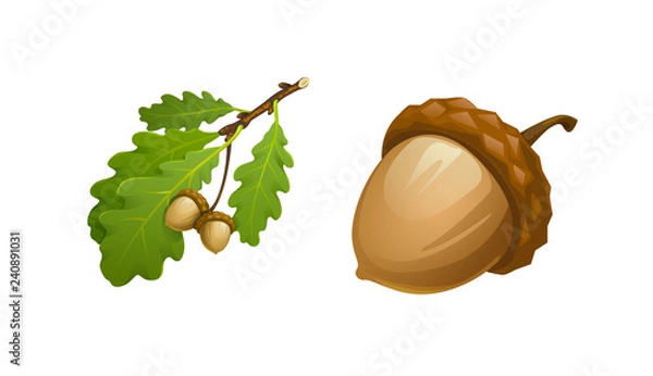 Fototapeta vector illustration of oak branch with leaves and acorns and acorn large separately