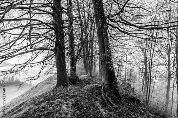 Fototapeta Trees in foggy landscape