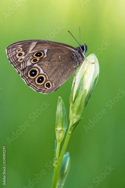 Obraz las brązowy - Lopinga achine