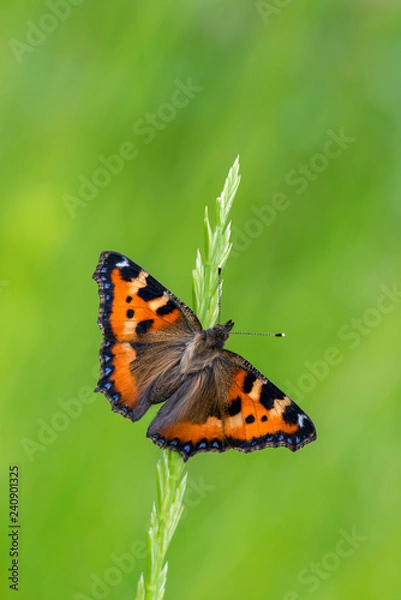 Obraz Small Tortoiseshell - Aglais urticae