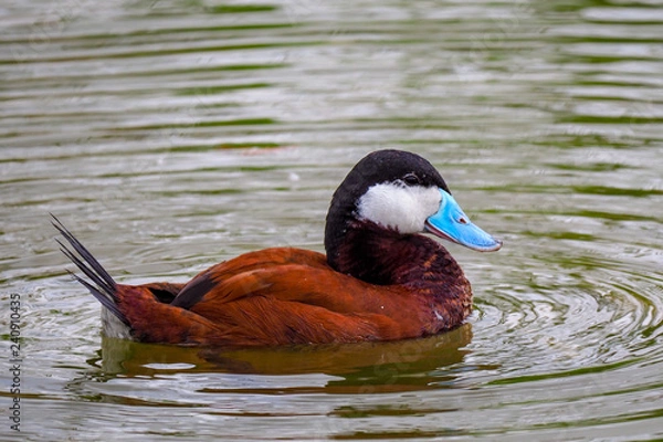 Obraz Ruddy Duck 2