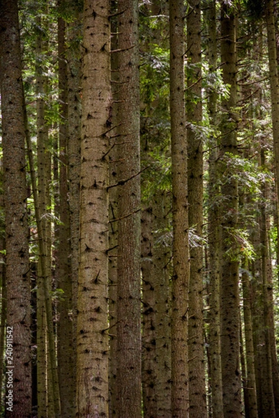Fototapeta a spruce forest