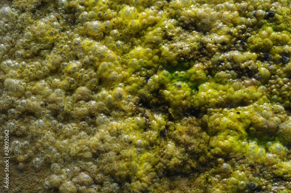 Obraz Algae Bubbles